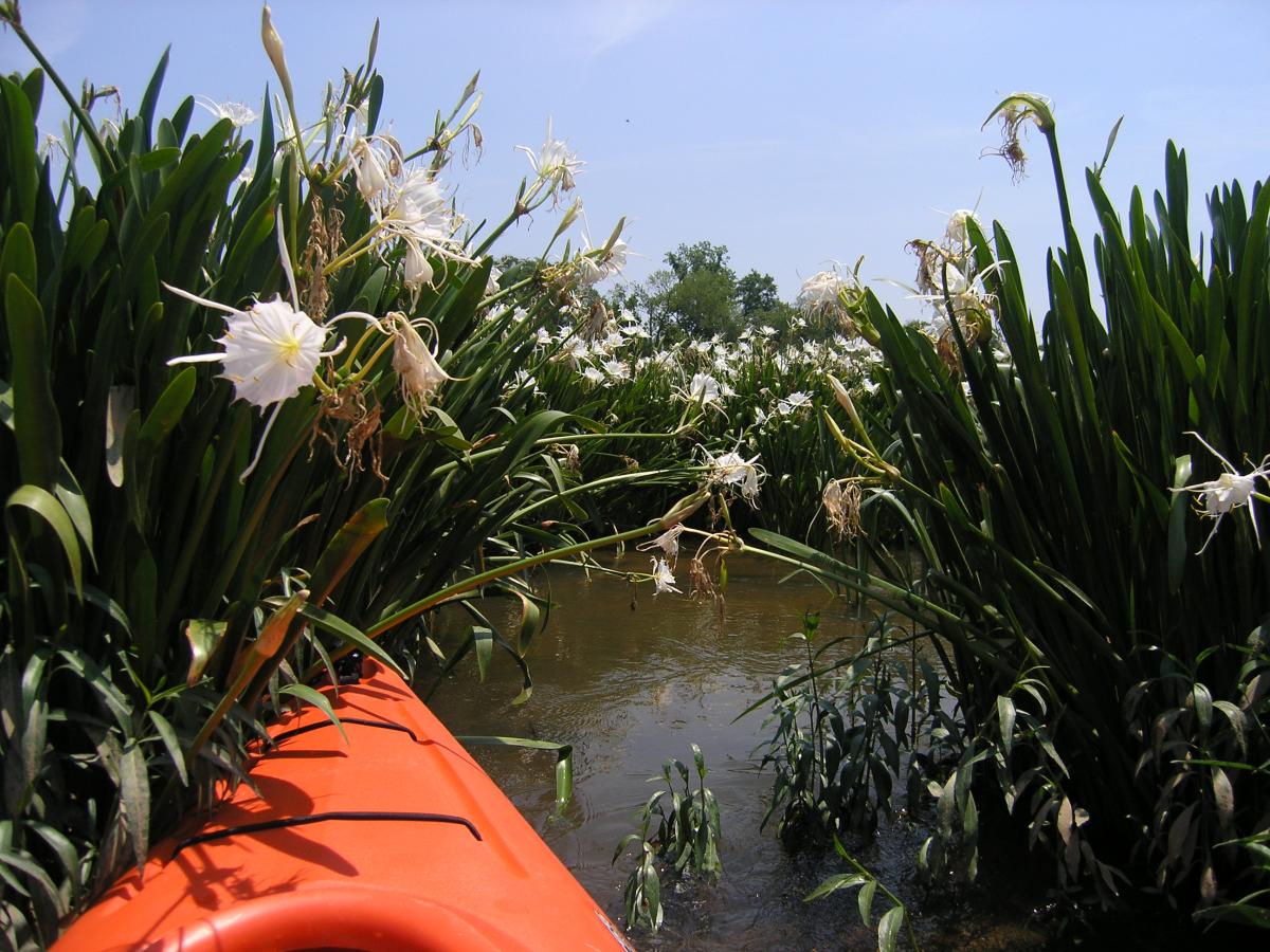 Paddle through the spider lilies